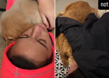 Why Fans Are Still Questioning What Happened to Caitlin Clark’s Dog Bella