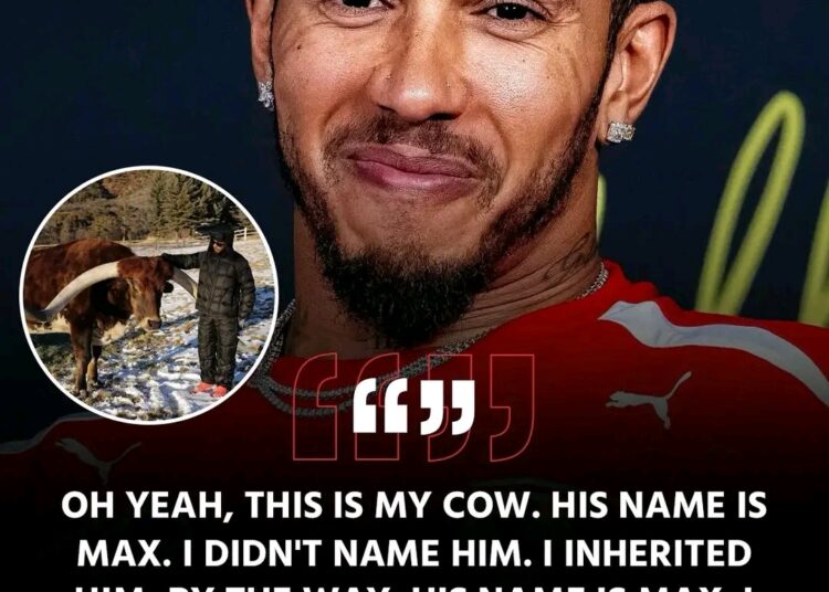  “THE COW STORY THAT SHOOK F1?” — Lewis Hamilton Shares Bizarre Tale About a Cow He Adopted… Fans Wonder: Was It a Hidden Jab at Max Verstappen?